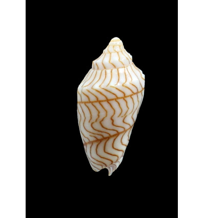guntheri 51,0mm