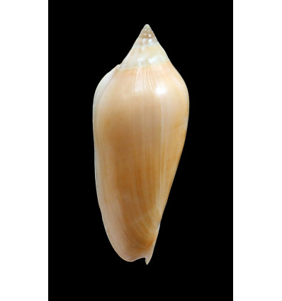 molleri 85,0mm SUPERB