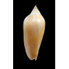 molleri 85,0mm SUPERB