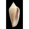 molleri 85,0mm SUPERB