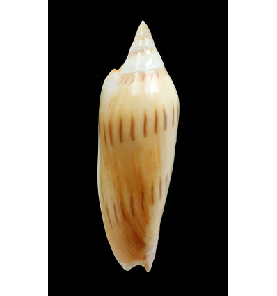 molleri isabelae 103,0mm