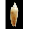 molleri isabelae 103,0mm