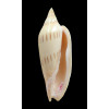 molleri isabelae 103,0mm