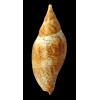 sowerbyi 190,0mm