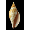 sowerbyi 190,0mm
