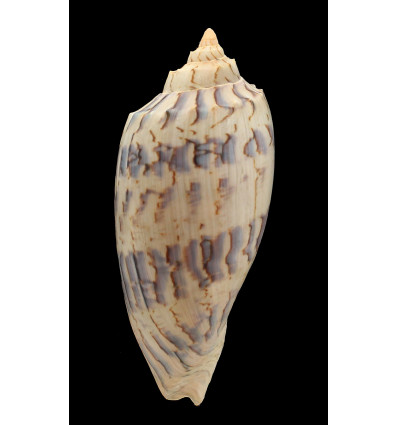 hunteri 160,0mm