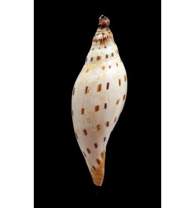 dubia kieneri 86,0mm