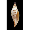 dubia kieneri 86,0mm