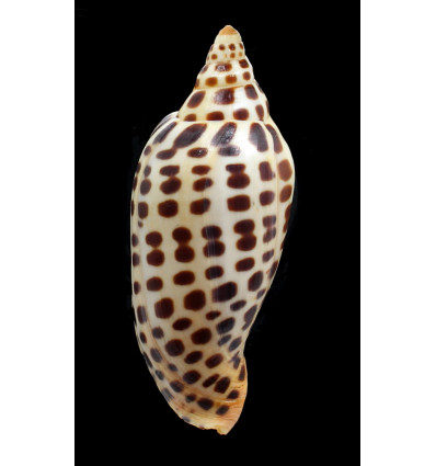 junonia johnstoneae 104,0mm