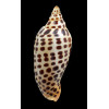 junonia johnstoneae 104,0mm