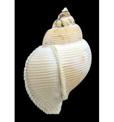 clericus 84,3mm ULTRA RARE
