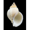 clericus 84,3mm ULTRA RARE