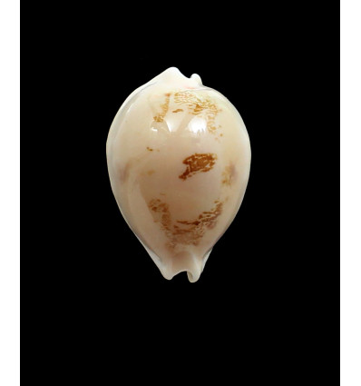 sakurai 48,0mm