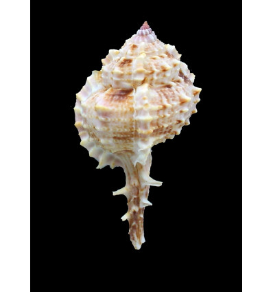 tweedianus 63,0mm RARE