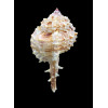 tweedianus 63,0mm RARE