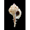tweedianus 63,0mm RARE