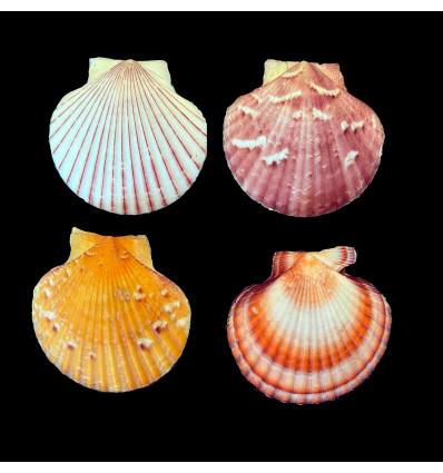 opercularis LOT COLORFUL