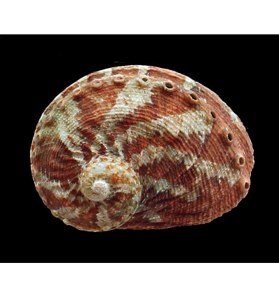 emmae 63,0mm