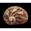 emmae 63,0mm