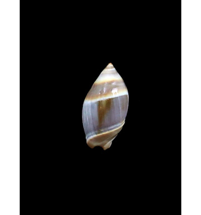 australis 23,0mm