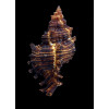 microphyllus 82,0mm