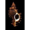 microphyllus 82,0mm