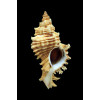 benedictus 61,0mm