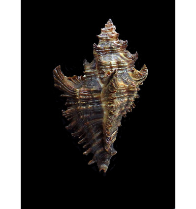 gubbi 46,0mm