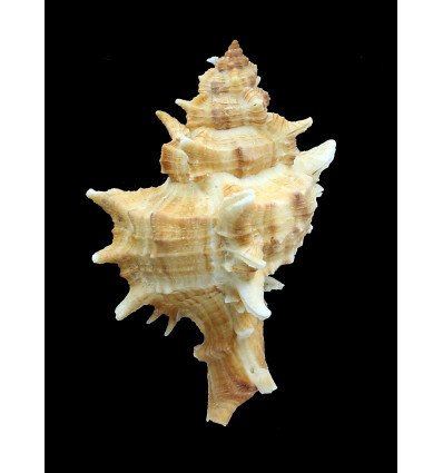 varius clausi 77,0mm GIANT