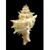 varius clausi 77,0mm GIANT