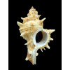 varius clausi 77,0mm GIANT