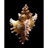 maurus 83,0mm SUPERB