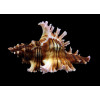 maurus 83,0mm SUPERB