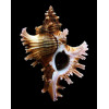 maurus 83,0mm SUPERB