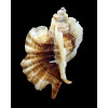 foliatum 77,0mm