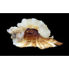 foliatum 77,0mm