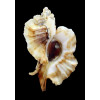 foliatum 77,0mm