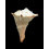 zanzibaricus 59,0mm BIG
