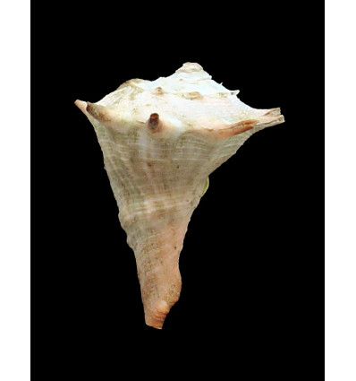 zanzibaricus 59,0mm BIG