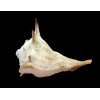 zanzibaricus 59,0mm BIG