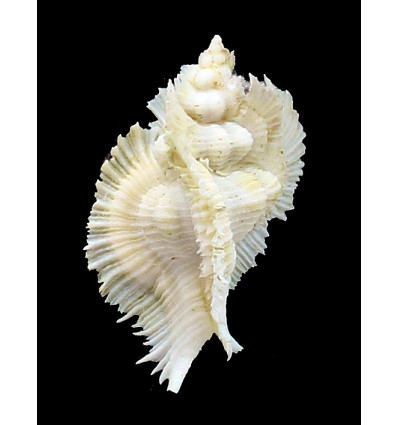 miyokoae 65,0mm TRUE ALBINO