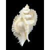 miyokoae 65,0mm TRUE ALBINO