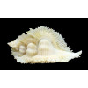 miyokoae 65,0mm TRUE ALBINO