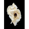 miyokoae 65,0mm TRUE ALBINO