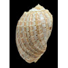 crenata 96,7mm GIANT