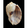 crenata 96,7mm GIANT