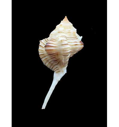 perelegans 59,0mm RARE