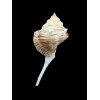 perelegans 59,0mm RARE