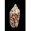 vespertilio mitis 101,0mm