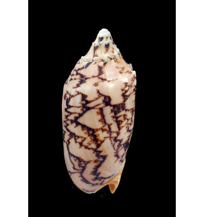 vespertilio mitis 101,0mm